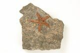 1.6" Ordovician Starfish (Petraster?) Fossil - Morocco - #195870-1